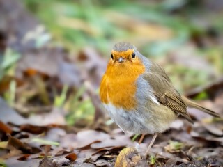 Robin 