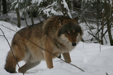 Adult wild male wolf in winter forest, captured in Belarus