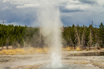 Naklejka na ściany i meble Close up of active gayser and splashing water from gaysr in yellowstone national park in america