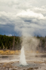 Close up of active gayser and splashing water from gaysr in yellowstone national park in america
