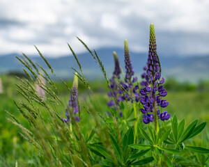 Lupine Flowers