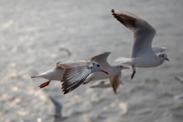 A photo of seagull flying on daytime