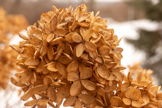 hydrangea in the snow