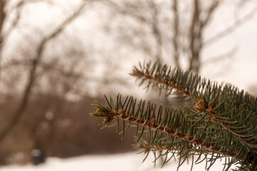 snow covered pine needles