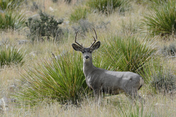 Mule Deer buck (Odocoileus hemionus) with antlers in desert grasslands of Guadalupe Mountains National Park, Texas