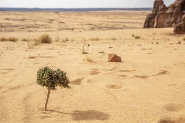 The tree that survives the sahara desert, Chad, Africa
