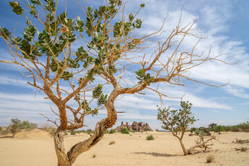 Fototapeta na wymiar The isolated ennedi geological formations, Chad, Africa