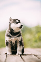 Four-week-old Husky Puppy Of White-gray-black Color Sitting On Wooden Ground And Looking Into Distance