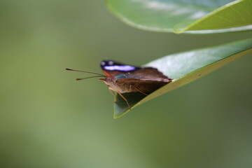 butterfly on leaf