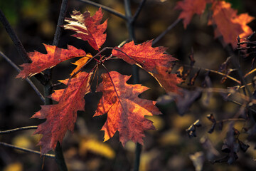 red maple leaves