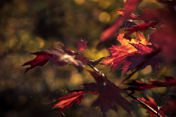 red maple leaf