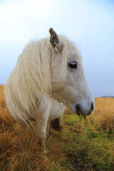 Wild pony grazing in Dartmoor National Park, Devon