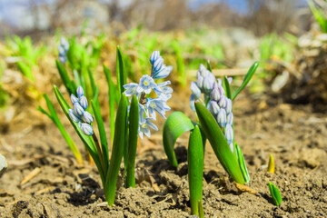 Fototapeta premium Bright lighted sun flowers primroses Puschkinia (Latin: Puschkinia scilloides) close-up. Spring flowers in the garden. Shallow depth of field.