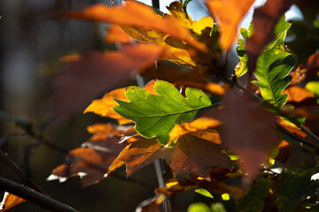 autumn leaves on the tree