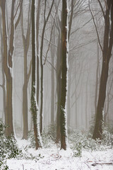 Forest covered in snow and fog during winter time in the south of the Netherlands. The snow sticks against the tree trunks which provide an idyllic image.   