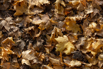 autumn leaves background