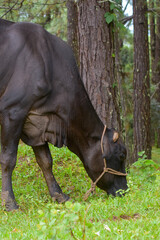 Fototapeta premium Cow in field