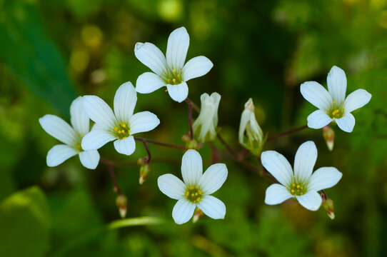 Saxifraga granulata es una planta perenne de pequeñas flores blancas que florece en primavera. y crece en los prados de montaña de Europa.