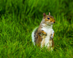 A squirrel stands up and surveys the landscape of a field in Bodiam, Sussex in springtime with defocused background