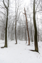 Forest covered in snow and fog during winter time in the south of the Netherlands. The snow sticks against the tree trunks which provide an idyllic image.   