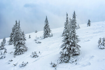 Fototapeta na wymiar fir trees and mountains covered with snow. beautiful winter landscape