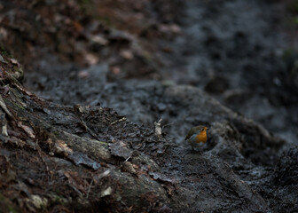 Robin bird on the muddy footpath.