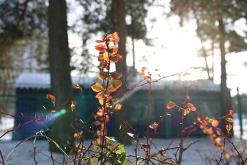 red leaves of bushes in winter in the sun