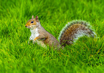 A close up view of an inquisitive squirrel in a field in Bodiam, Sussex in springtime with defocused background