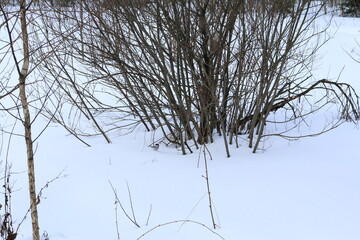 bluebird in the bushes in winter