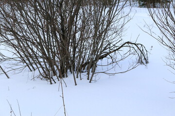Fototapeta na wymiar bluebird in the bushes in winter
