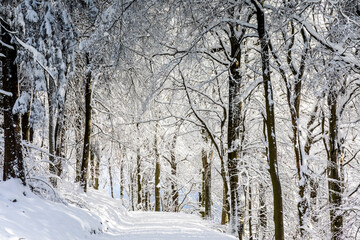 Beech forest in the snow