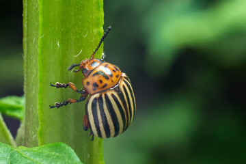 Crop pest, the Colorado potato beetle sits on the leaves of potatoes