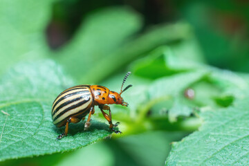 Crop pest, the Colorado potato beetle sits on the leaves of potatoes