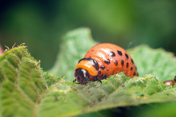 Colorado potato beetle larvae eats potato leaves, damaging agriculture