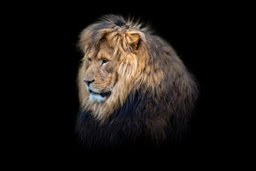 Portrait lion on the black. Detail face lion. High quality portrait lion. Portrait from animal
