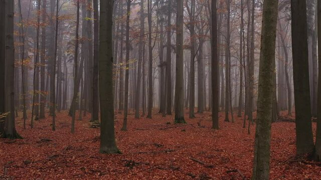 autumn in the forest