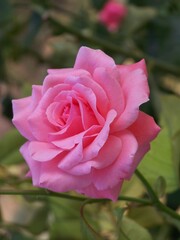 pink rose in garden