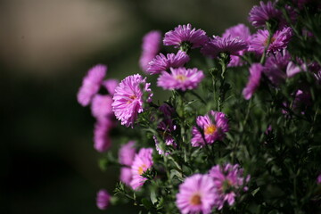 Flowers in the garden