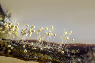 Dangerous mold and bacteria. The concept of dampness, moisture, dust, and respiratory problems....