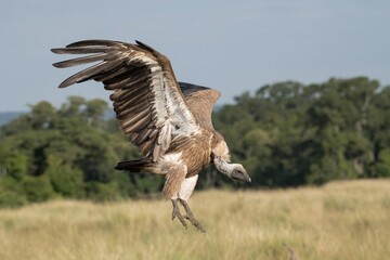 Fototapeta na wymiar White-backed vulture in flight in the Maasai Mara during the great migration.
