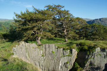 Fototapeta premium Pine trees on top of a stone cliff above an old quarry; green grass, steep crags and mountains in the background (English Lake District, UK)