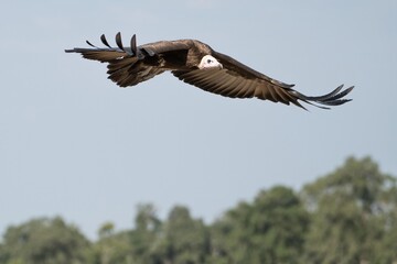A hooded vulture in flight in the Great Wildebeest Migration.