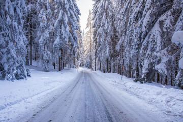 Obraz premium road in winter forest