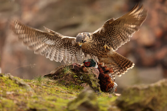 female Peregrine falcon (Falco peregrinus) splits the caught pheasant