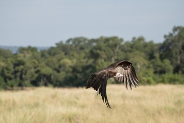 A hooded vulture in flight in the Great Wildebeest Migration.