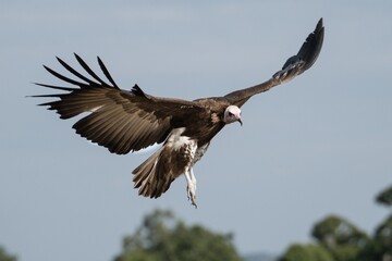 A hooded vulture in flight in the Great Wildebeest Migration.