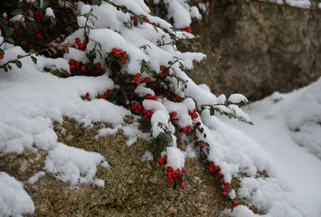 snow-covered bushes can be recognized only with difficulty. however, the textures of the individual...