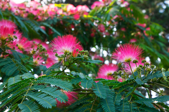 Albizia julibrissin -Lenkoran acacia- silk tree