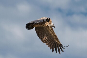 A hooded vulture in flight in the Great Wildebeest Migration.