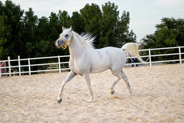 Obraz na płótnie Canvas White horse 